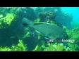 Greenwrasse 1369